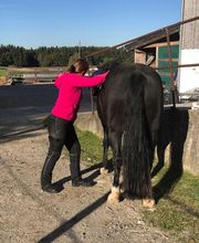 Nicola Annaberger, Pferdeosteopathie Oberland, Pferdephysiotherapie Oberbayern, Pferdeosteopathie Oberbayern, Osteo Pferd Bild 7