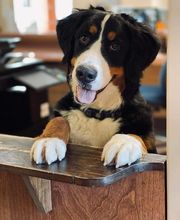 Parrett Veterinary Clinic image 18