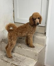 Armelle Toiletteuse Chiens Et Chats image 10
