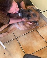 Happy Dog image 6