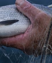 Poissonnerie De L'Etoile image 3