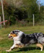 Agil'Canin 36 image 2