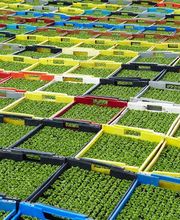 Etter Gemüse und Jungpflanzen Bild 3