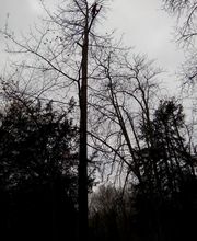 Vagne Service Verts image 9