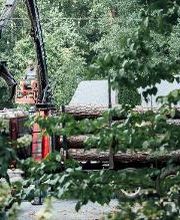 Top Tier Trees image 7