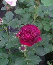 Pépinière de Saint Lavan image 7