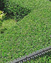 Daniels Baum- & Gartenservice Bild 15