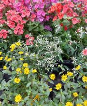 Villaverde Lecornu Jardinerie EURL image 3