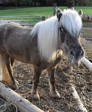 Wagis Farm - Hofladen Bild 11