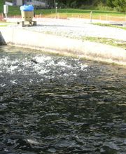 Pigrusa Pisciculture de la Gruyère SA Bild 2