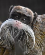 Zoo de La Boissière du Doré image 10