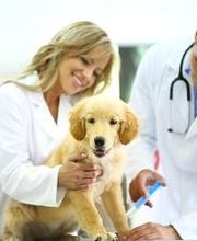 CONSULTORIO VETERINARIO MORANO imagen 6