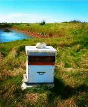 Abeille De Ré image 14