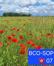 Bernard Carret-Ollivier image 3