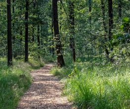FriedWald Planitzwald Bild 13