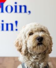 Haustier -  AXA Versicherung Nils Wirth - Kfz Versicherung in  Rellingen