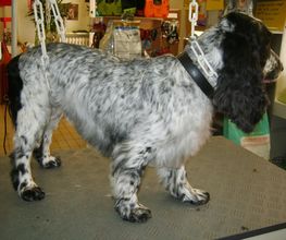 Lady Chiens image 14