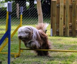 RolfsRudel Hundeschule / Rolf Matar Bild 6