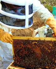 Poudevigne Lucas image 4