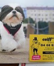 Coiff toutou image 1