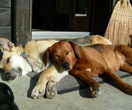 Hundetraum Bild 3