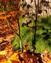 Im Herbst zeigt sich der FriedWald Wangen in leuchtenden Farben.