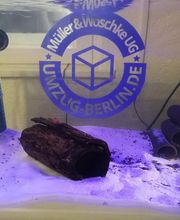 Müller & Woschke | Umzugsfirma Berlin | Umzug-Berlin.de Bild 8