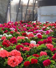 Gärtnerei Schlegel Hinterholz Bild 13