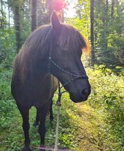 Gesundes Pferd Andrea Möri Bild 3