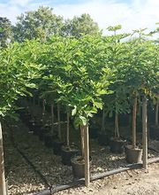 Pepinieres Benoit " La Bartholette SARL " image 1