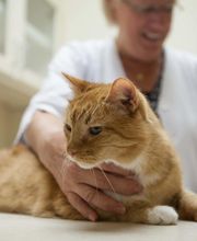 Sangaree Animal Hospital image 18