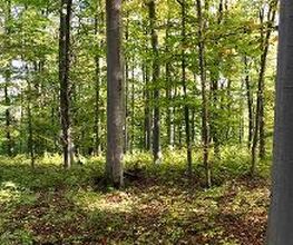 FriedWald Bad Berka Bild 8
