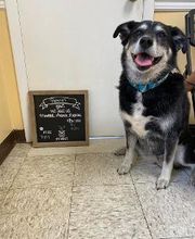 Brookhill Animal Hospital image 4