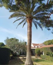 poda-altura-salou.jpg