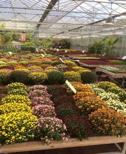 Pépinière Côté Jardin image 11