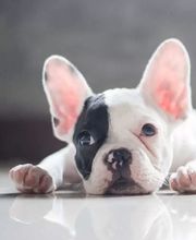 Millersville Animal Hospital image 3