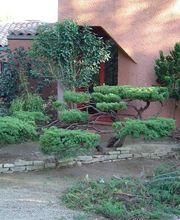 Arbroservice image 13