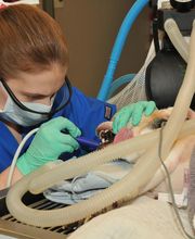 Belton Animal Clinic & Exotic Care Center image 20