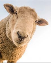 Teppich Weberei Bernegger e.K. Bild 2