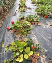 Huertos Santa ROSALÍA imagen 2