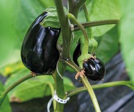 Stoll Légumes Bild 5