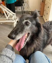 Paula Toutou Mobile image 10