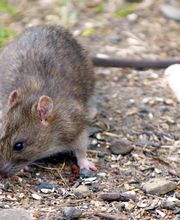 Critter Control - Newburgh image 5