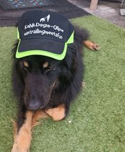 KaNi.Dogs-Olpe Mantrailing meets Fun Bild 14