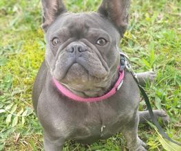 Dog Educ 45 image 2