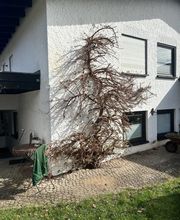 Gartenservice Mark Miess Bild 49