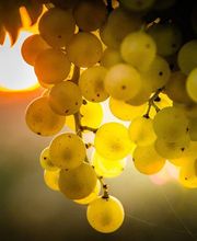 Cognac Seguinot image 11