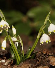 Staudenwerk GmbH Bild 4