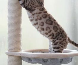 katzenbaum.ch Bild 8