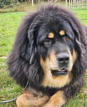 Agil'Canin 36 image 5